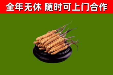 铁锋区回收散虫草