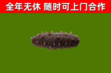 铁锋区回收海参干